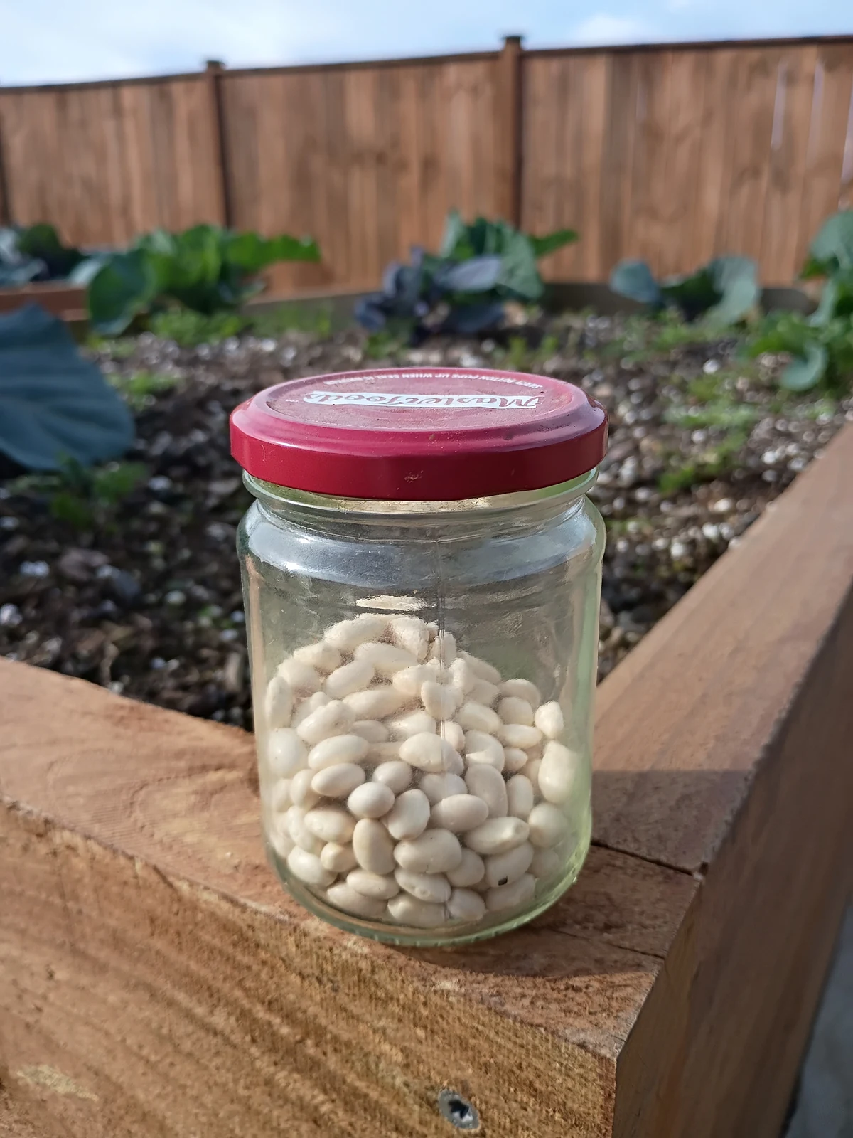 The jar of bean seed my dad gave me, still sealed, standing on the timber edge of a raised bed
