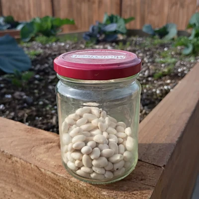 A glass jar of saved bean seed on the edge of a raised bed