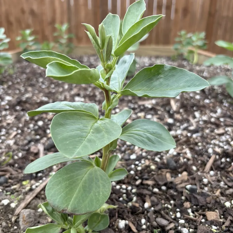 A broad bean plant coming up through the mulch, buds forming at the top