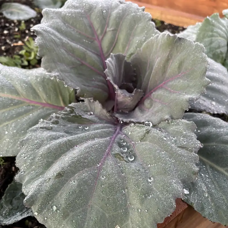 A red cabbage leaf covered in dew drops, purple veins running through the grey green