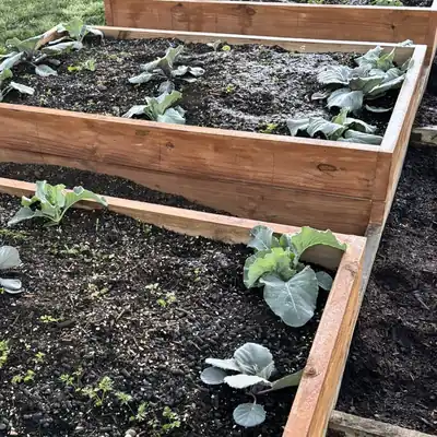 The new beds planted up with cabbages