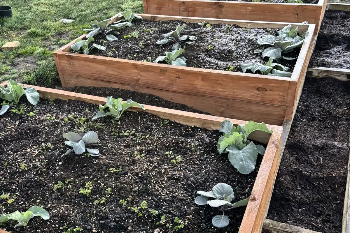 The three new beds out the back planted up with cabbages, the timber edges running away toward the fence