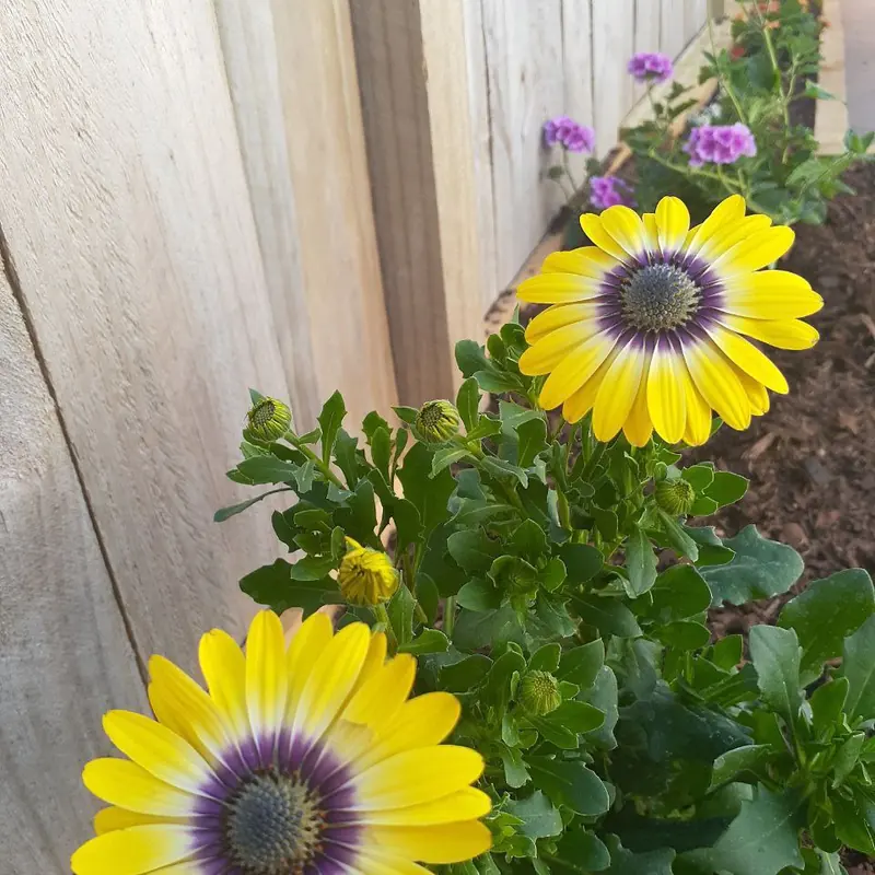 Yellow and purple osteospermum daisies flowering in the new border against the fence