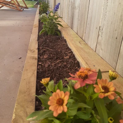 Orange zinnias flowering in the timber-edged border