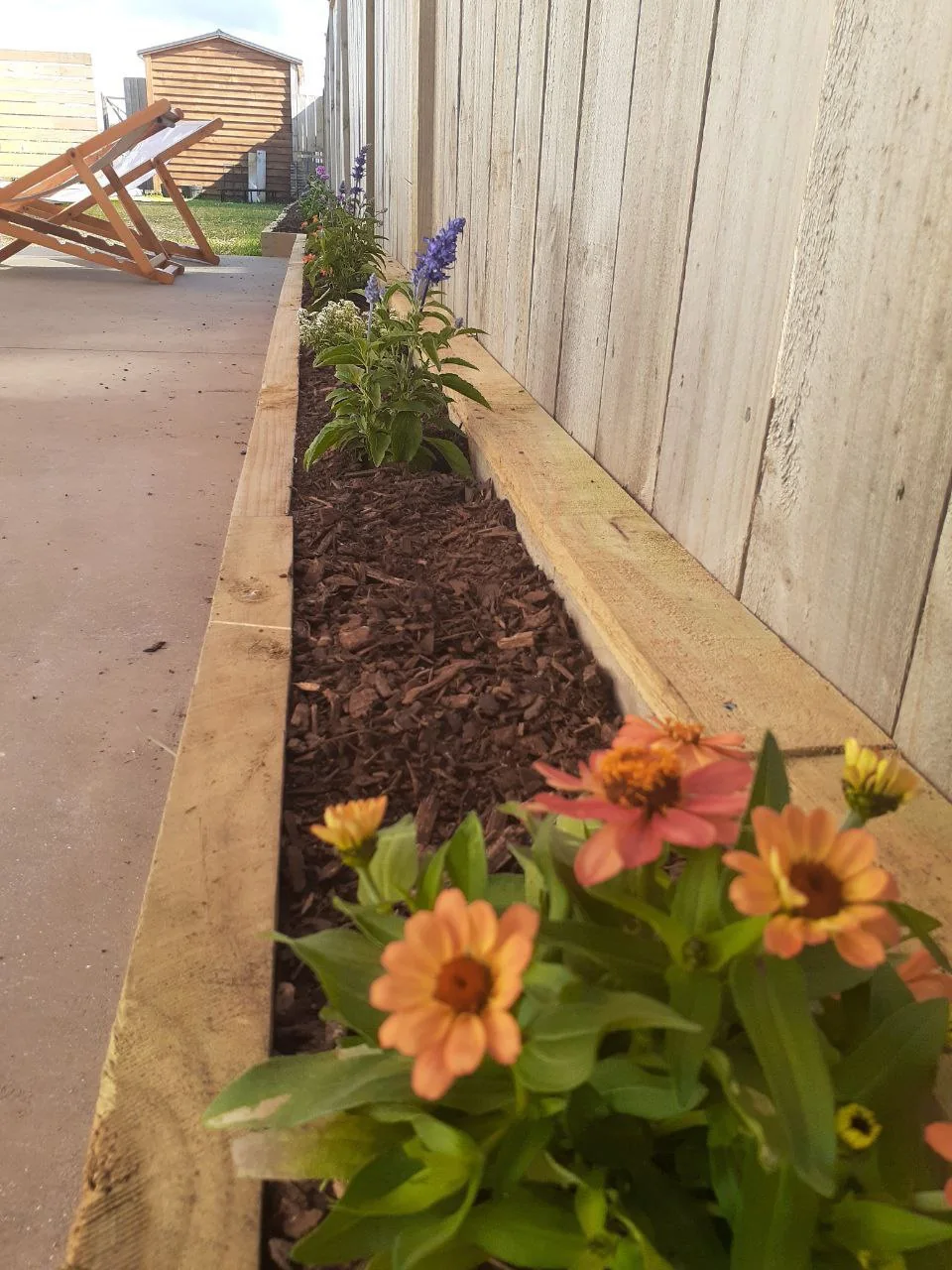 The finished border in flower, orange zinnias in the foreground and the timber edge running away down the fence line