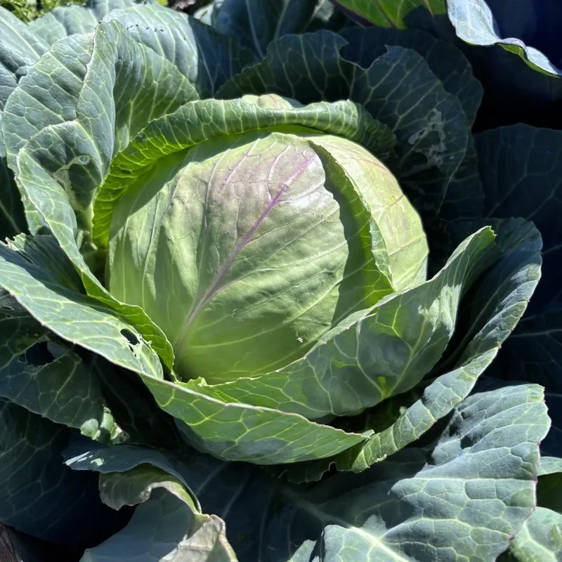 Another cabbage hearting up in the bed, wrapped in its big blue green outer leaves