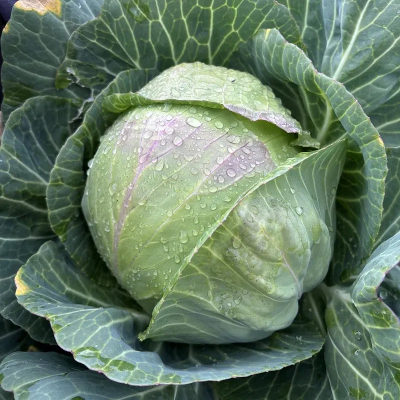A tight cabbage head in the bed, dew drops on its pale outer leaf
