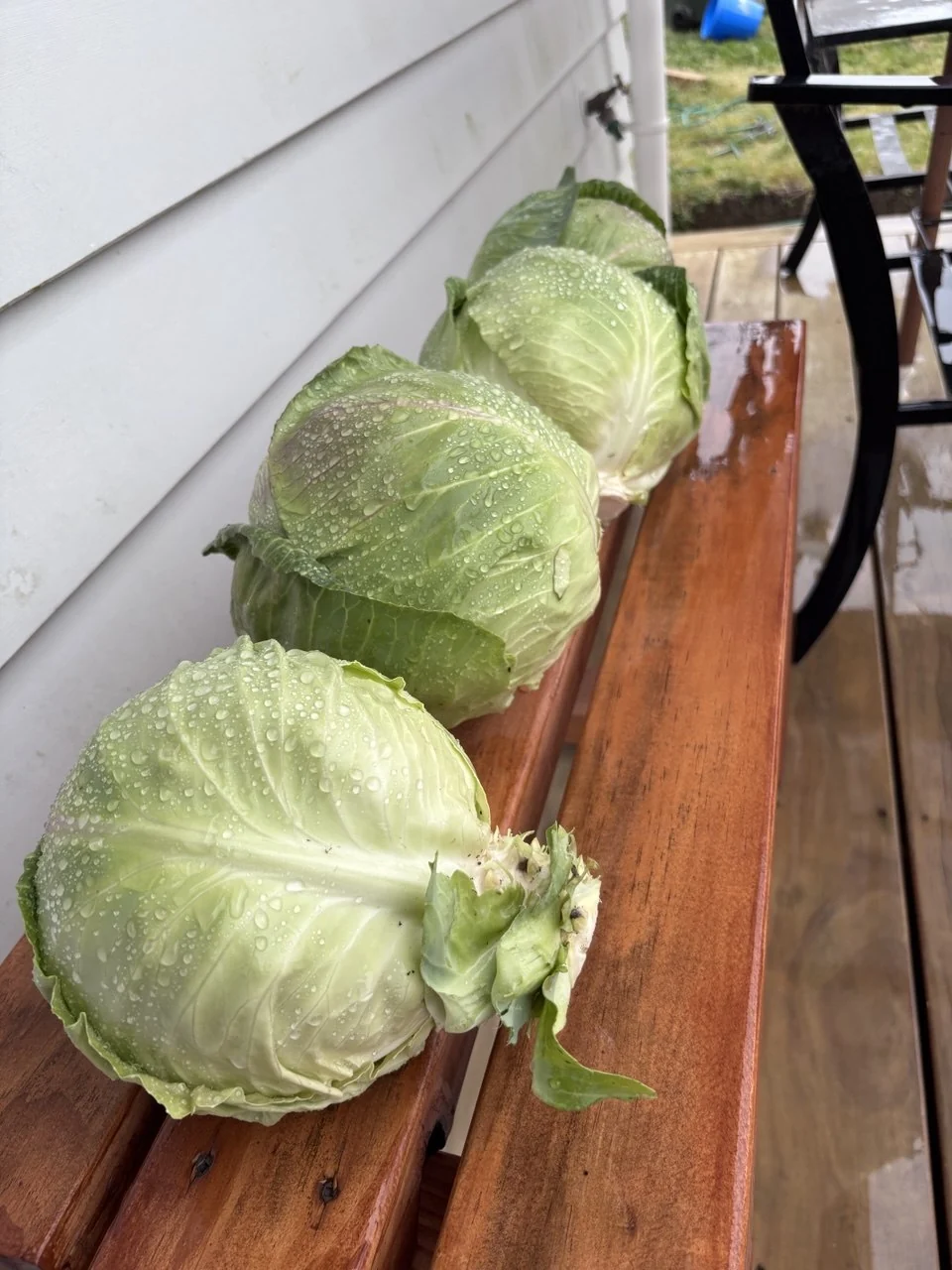 Four picked cabbages lined up along a wet timber bench beside the house, beaded with water