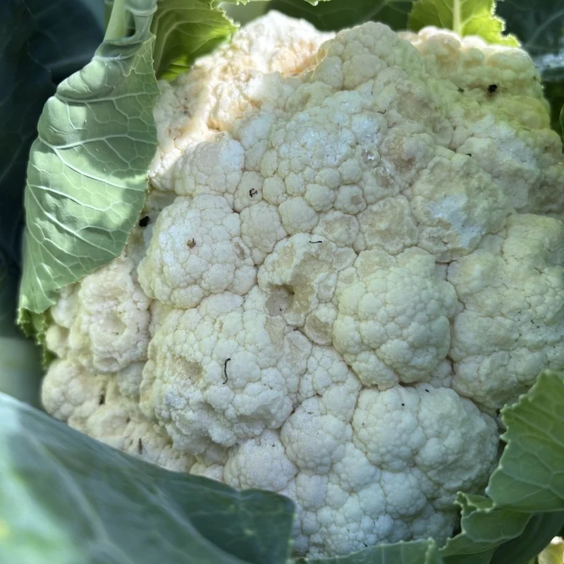 A cauliflower head opening up among its leaves, just starting to go past its best