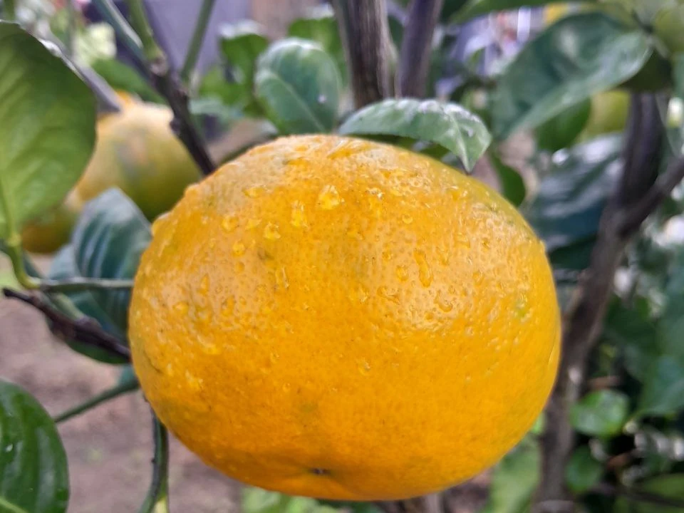 A ripe grapefruit hanging on the branch, the first fruit the tree gave us