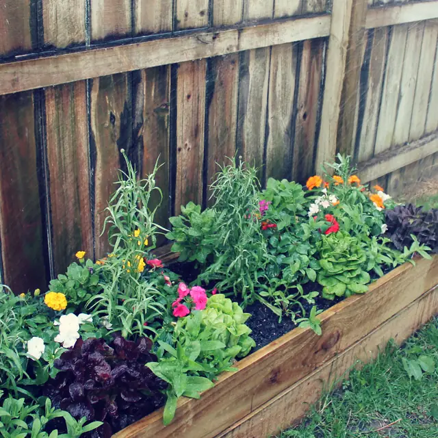 The raised bed along the fence a month later, packed with marigolds, lettuce and flowers