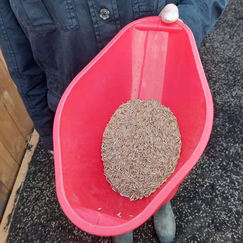A hopper of Elfin Tall Fescue seed being carried out to the prepared ground