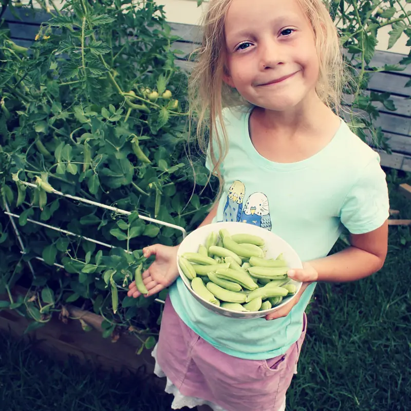 One of the girls holding a bowl of sugar snap peas she has just picked, with the pea plants climbing behind her