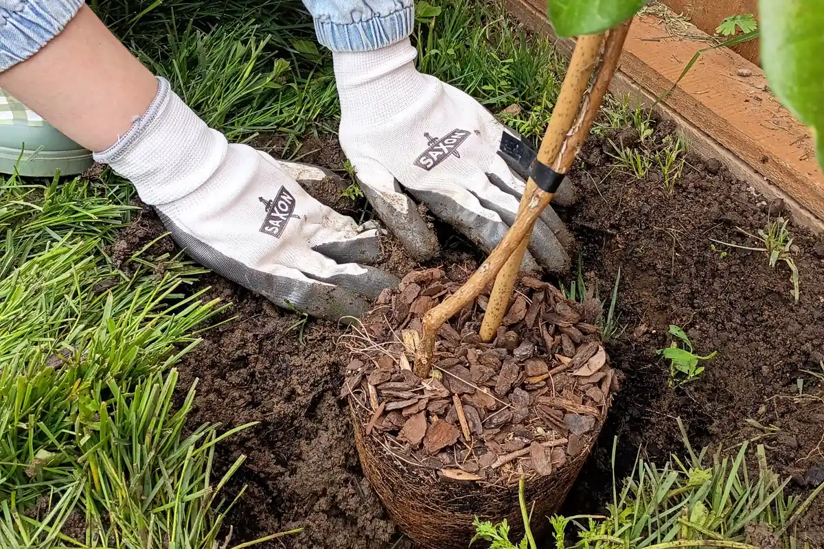 Gloved hands settling a feijoa root ball into its hole, the bark mulch still sitting on top of the root ball