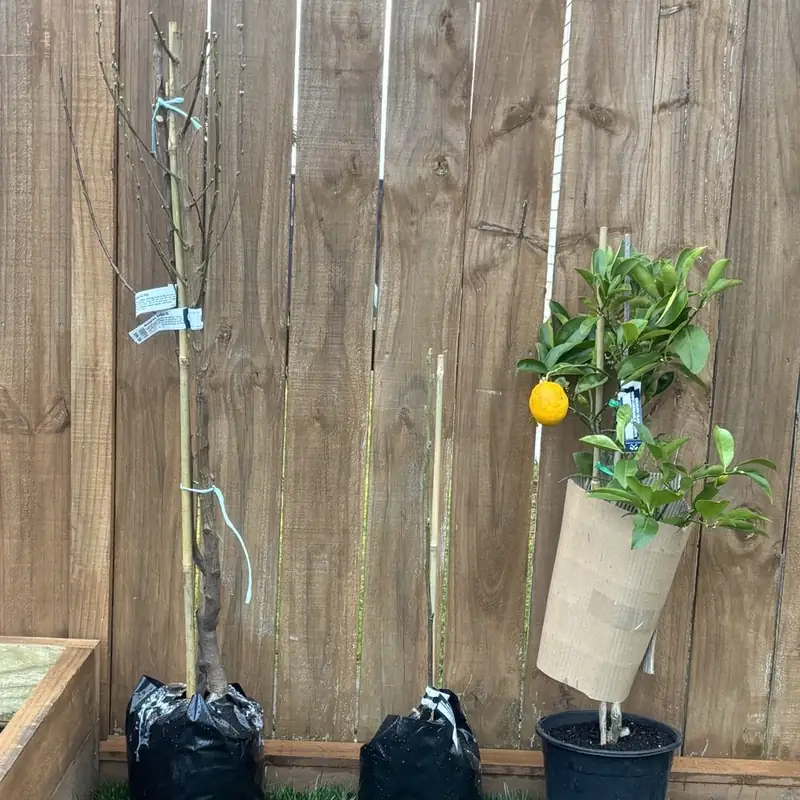 The plum, the nectarine and the Meyer lemon still in their bags and pot, lined up against the fence waiting