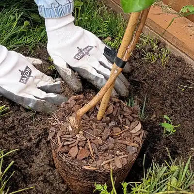 A feijoa root ball going into its hole