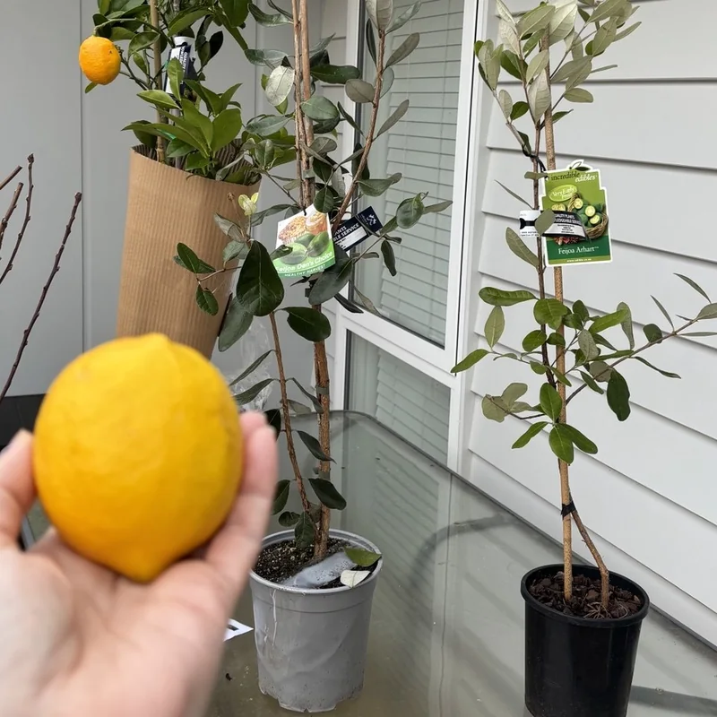 The two feijoas in their pots with their labels showing, Den's Choice and Arhart, and a lemon held up in front of them