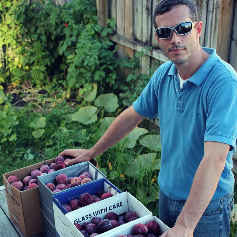 Three boxes filled with dark Black Doris plums on the deck after a picking session