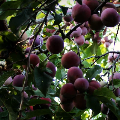 Dark ripe Black Doris plums hanging thick on the branch
