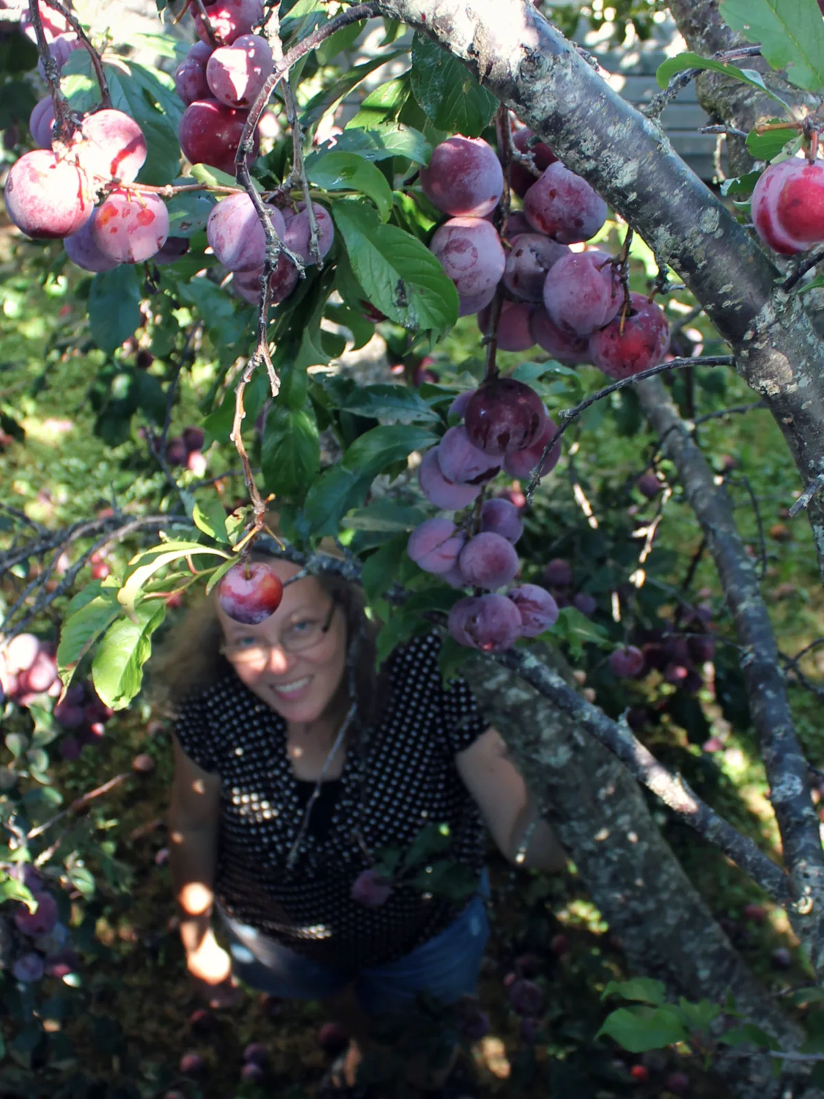 Looking up into the branches of the old Black Doris plum tree at the rental, heavy with dark ripe fruit