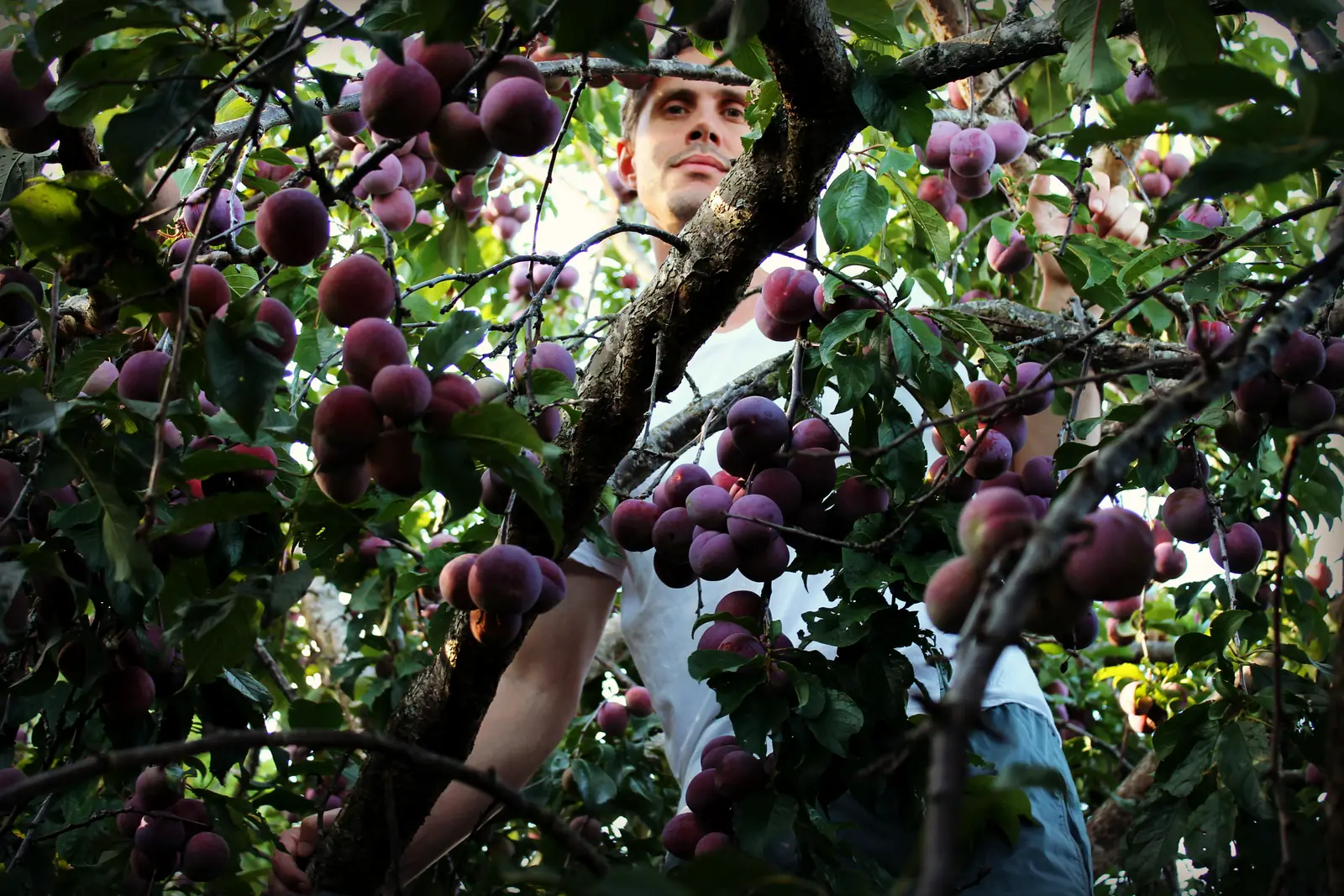 Up in the branches of the Black Doris plum tree at the rental, picking, with dark ripe plums hanging all around