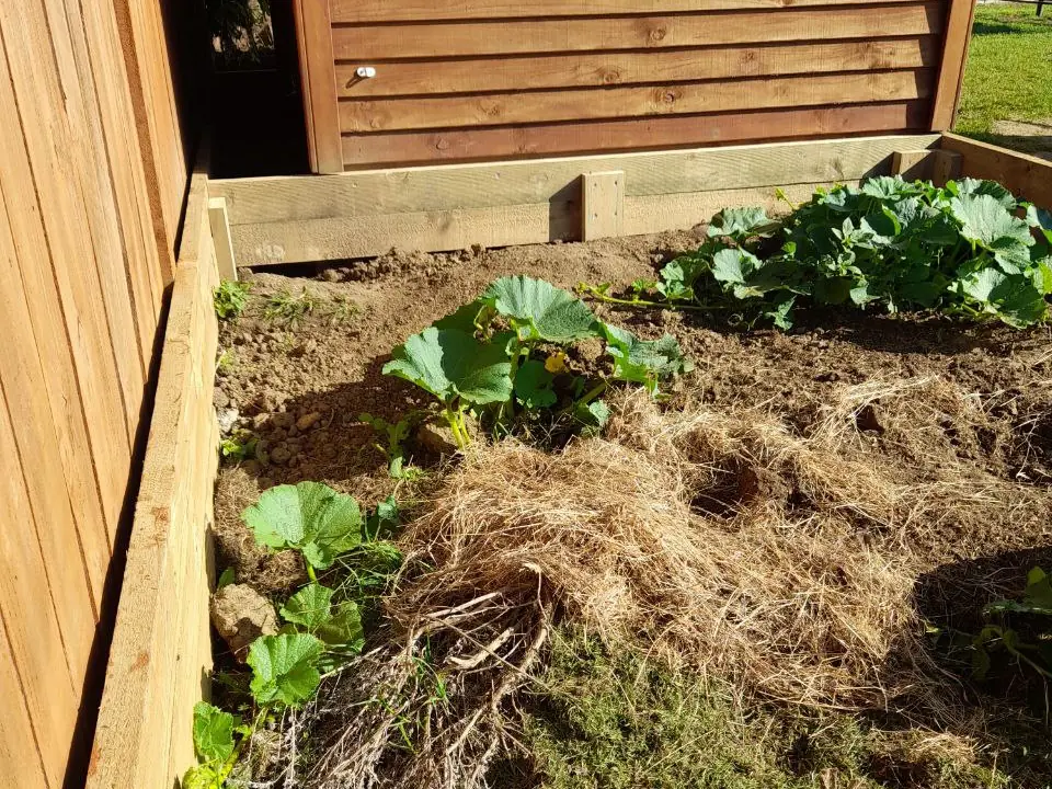The raised bed behind the shed in 2023, pumpkin plants spreading over a thick mulch of grass clippings
