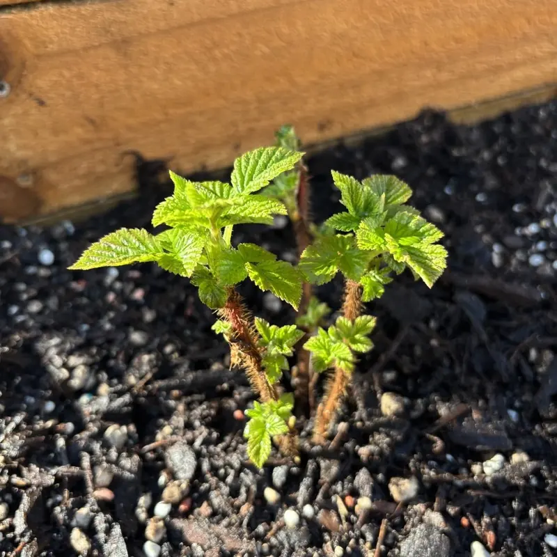 A raspberry cane putting out bright new leaves against the timber edge of the bed