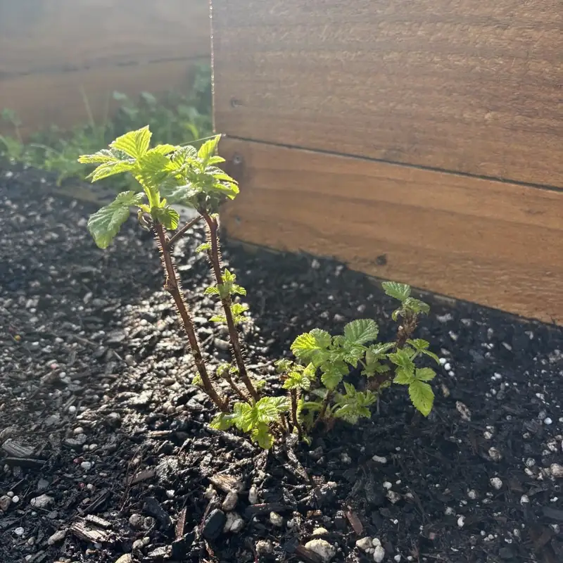A young raspberry in the corner of the row, two tall canes in leaf and new shoots coming up beside them