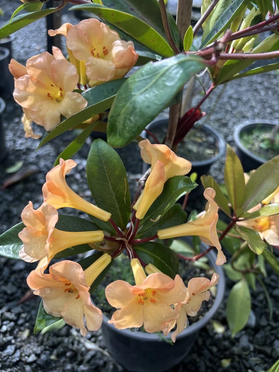 Apricot trumpet flowers of Rhododendron 'Maid Marion' among glossy dark green leaves