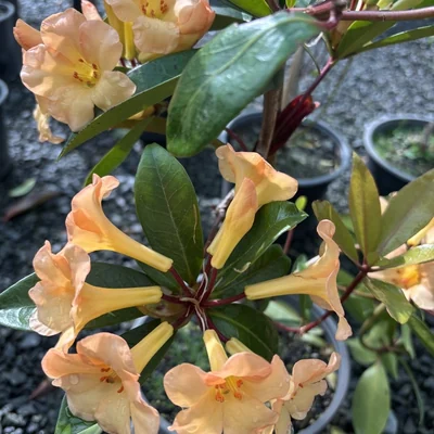 Apricot rhododendron flowers