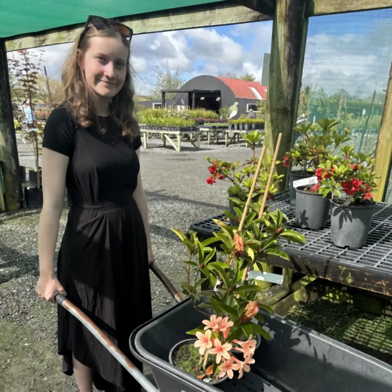 My daughter at the nursery with a wheelbarrow, one of the rhododendrons in flower inside it