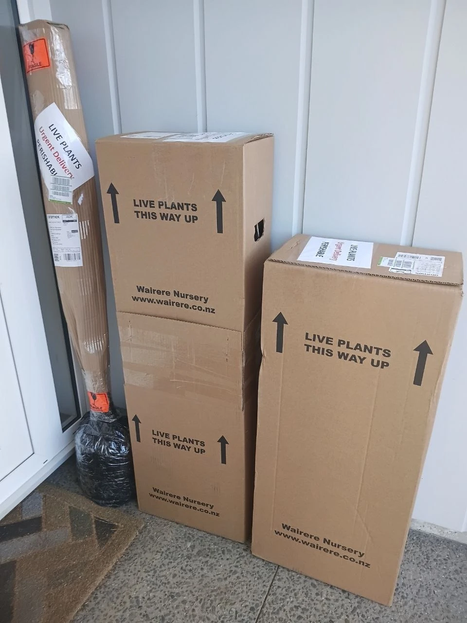 Tall cartons stacked on the doorstep marked LIVE PLANTS THIS WAY UP from Wairere Nursery, with a long wrapped tube leaning against the wall behind them