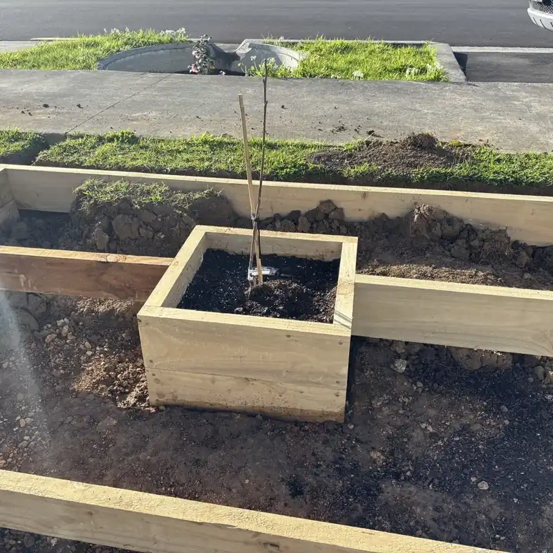 The young magnolia staked in its own small timber box in the middle of the stepped bed