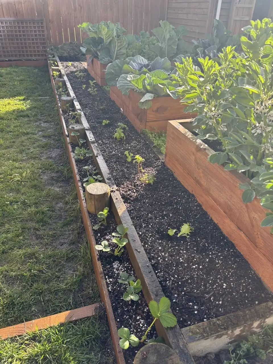 Young strawberry plants running down a narrow timber bed in the afternoon sun, beside the cabbages and broad beans