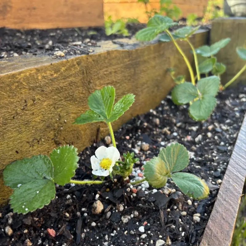 A young strawberry plant with its first white flower, in fresh dark soil against the timber edge of the bed