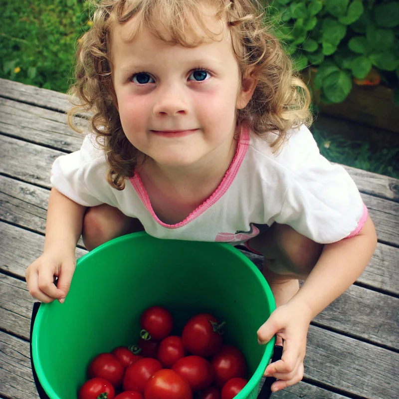 One of the girls leaning over a green bucket filled with ripe tomatoes picked off the beds