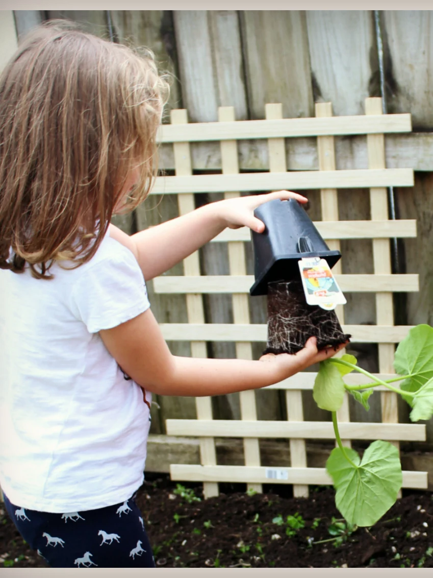 One of the girls holding a seedling up against the new trellis before planting it in the bed below