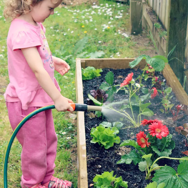 Watering the strawberry bed with the hose, lettuce and red gerberas growing alongside